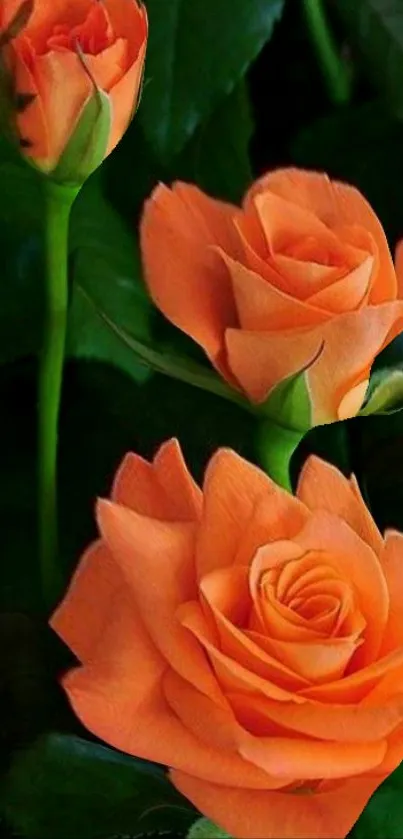 Elegant orange roses on a green background.