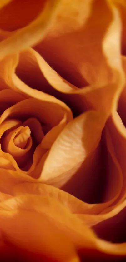 Close-up of elegant orange rose petals creating an artistic mobile wallpaper.