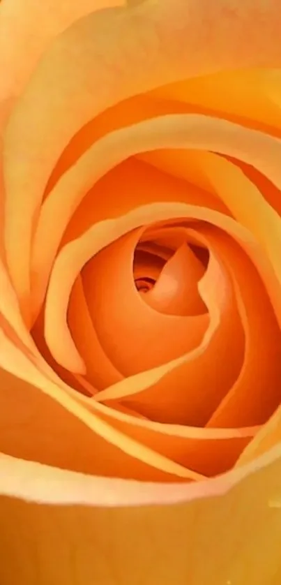 Orange rose spiral with delicate petals.