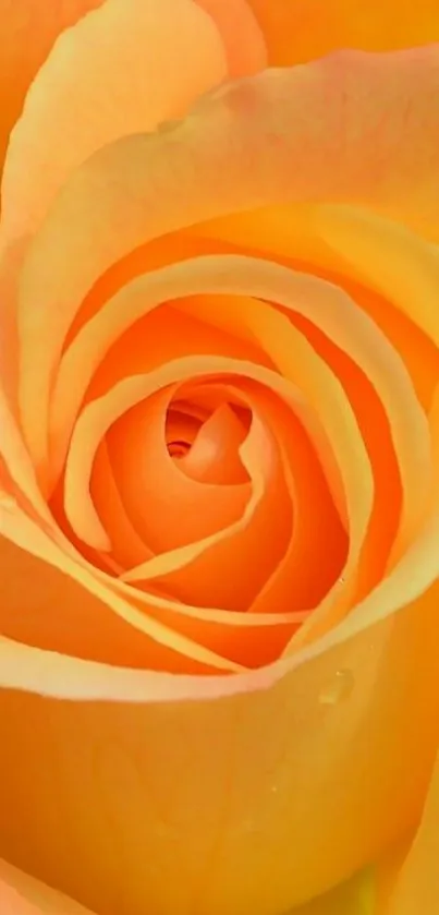 Close-up of an elegant orange rose with detailed petals.