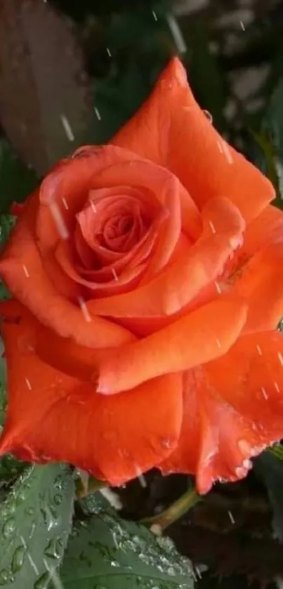 Vibrant orange rose with green leaves background.