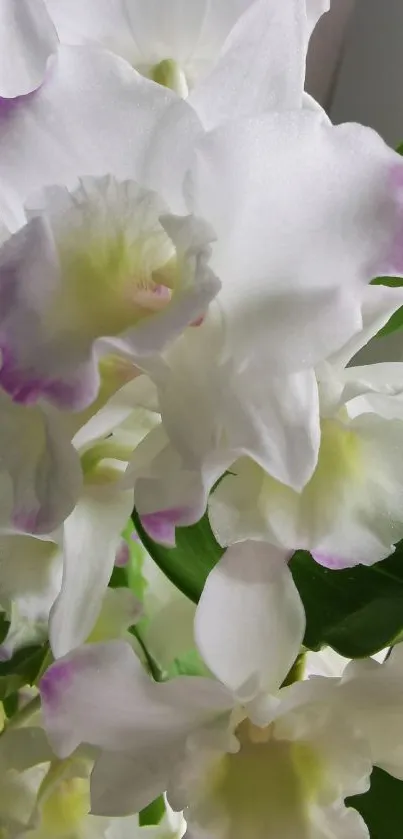 Elegant white and purple orchid blooms with green leaves in a serene design.