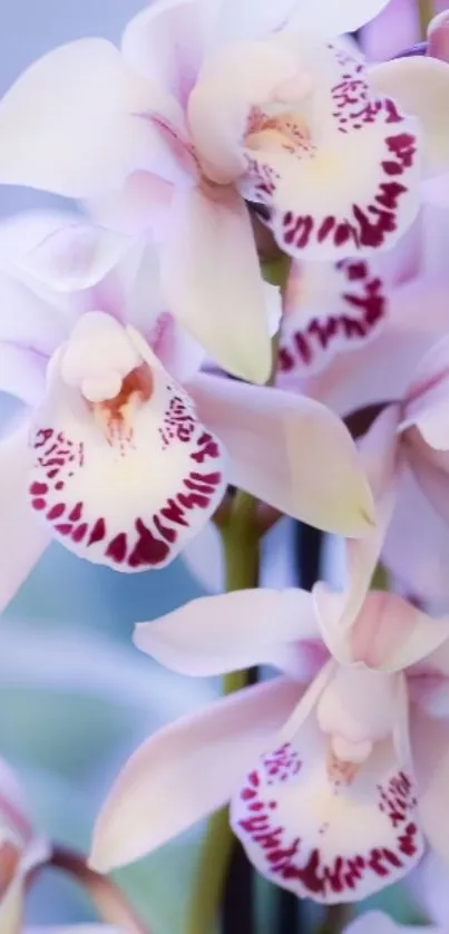 Elegant white orchids with pink accents on a serene background.