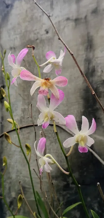 Delicate orchids with pink petals and a serene background.