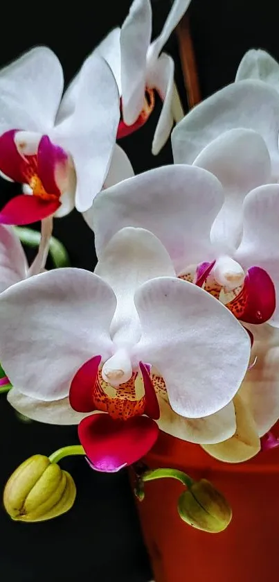 Close-up of white orchids in a pot with dark background.