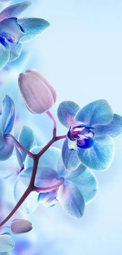 Elegant blue and purple orchid blossoms on a light background mobile wallpaper.