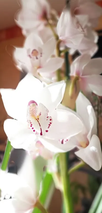 Close-up of elegant white orchid blossoms in bright light.