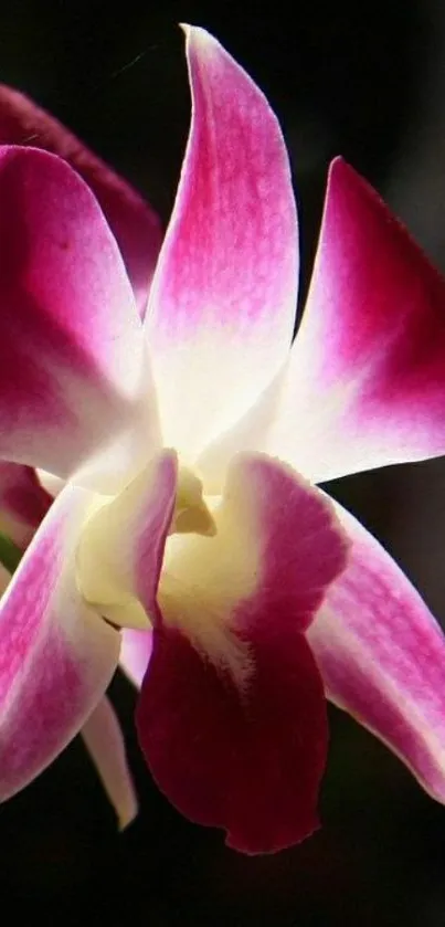 Vibrant pink and white orchid on dark background.