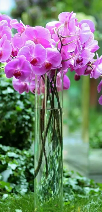 Elegant pink orchids in a glass vase with green background.