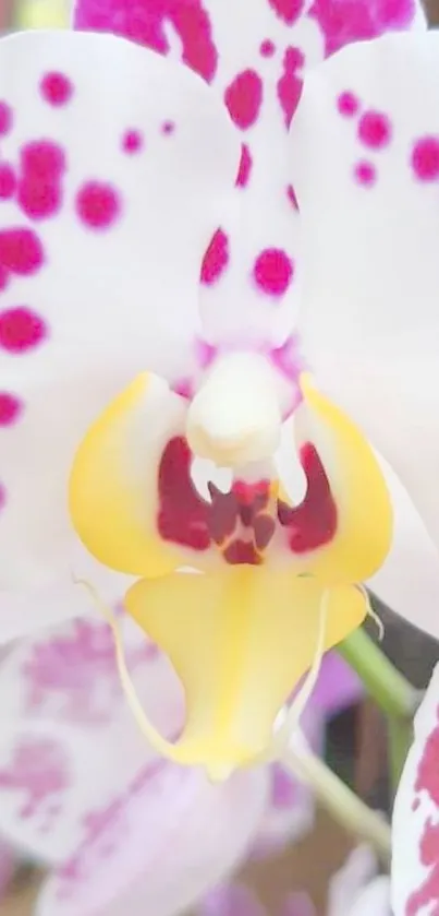 Close-up of a pink and white orchid with vibrant petals.