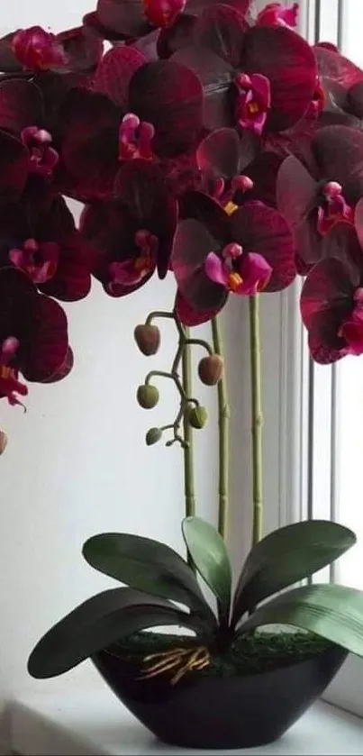 Elegant crimson orchid flower with green leaves in a black pot near window.