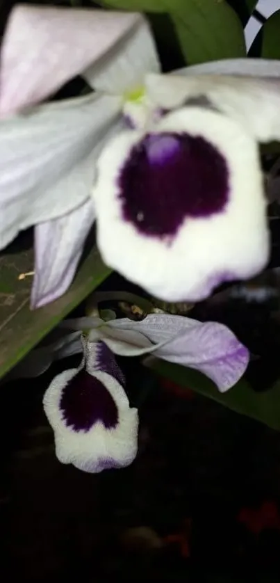 Close-up of an elegant orchid with white petals and a dark purple center.