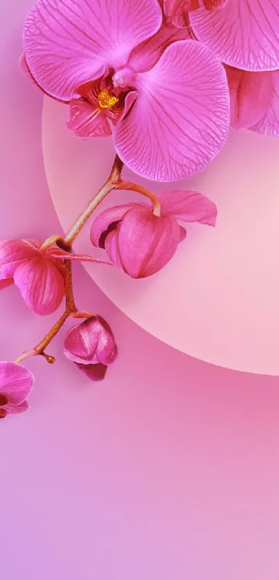 Elegant pink orchid floral mobile wallpaper.