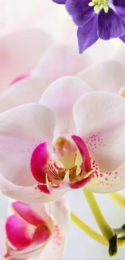 Close-up of pink and white orchids with a purple flower accent.