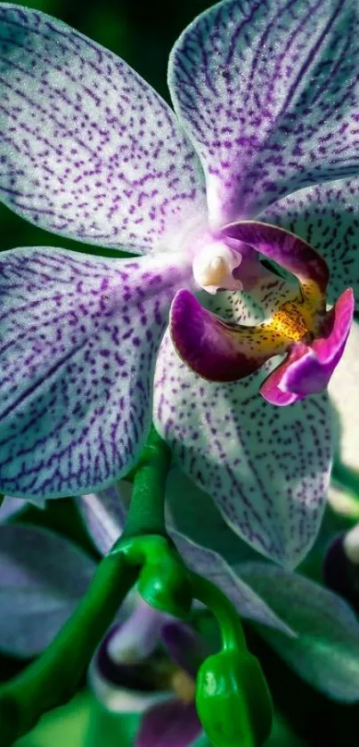 Close-up of a purple orchid with green leaves, perfect for mobile wallpaper.