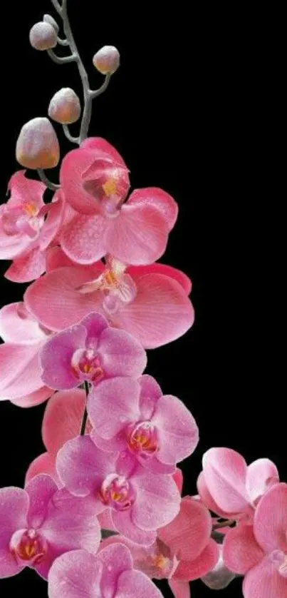 Pink orchids on black mobile wallpaper.