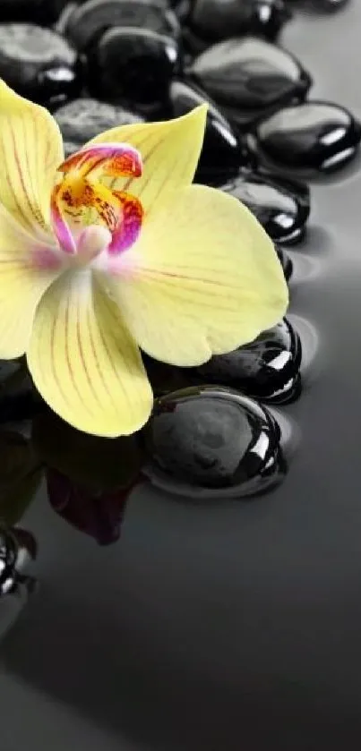 Yellow orchid on smooth black stones, elegant phone wallpaper.