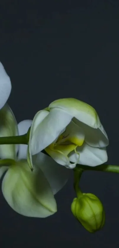 White orchid against a dark, minimalist backdrop.