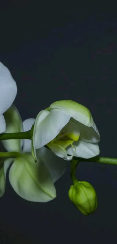 White orchid on a dark green background.