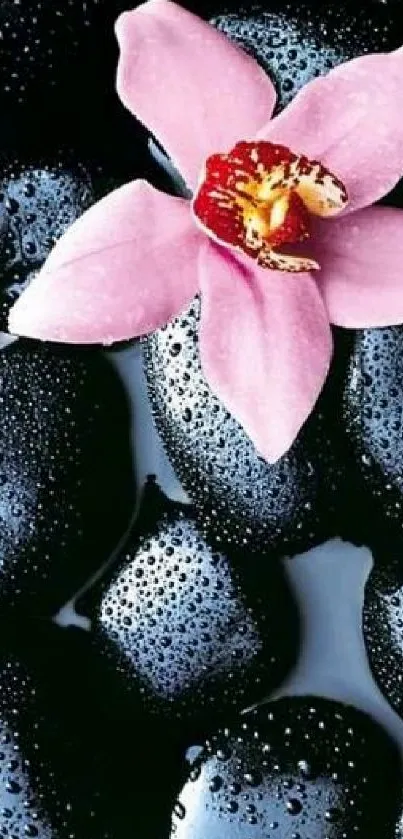 Pink orchid on wet black pebbles wallpaper.
