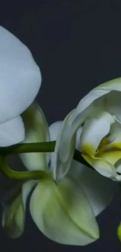 White orchid flowers on a dark background.