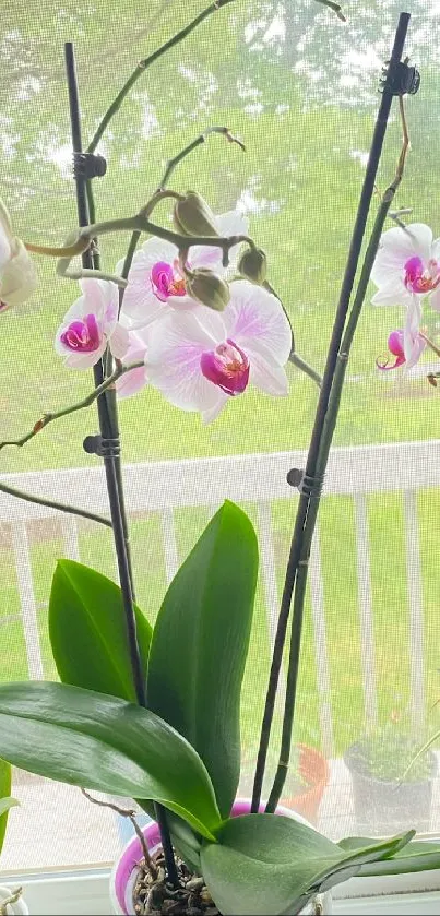 Elegant wallpaper featuring blooming orchids on a windowsill with lush greenery.