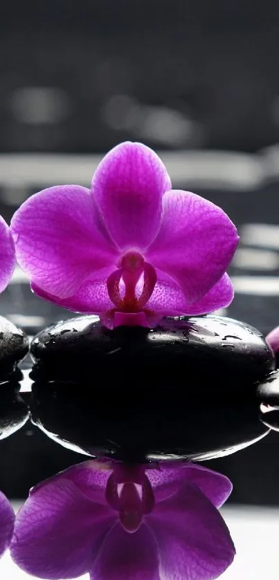 Elegant purple orchids reflecting on black stones.