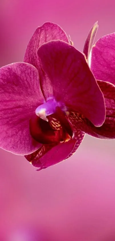 Close-up of a vibrant purple orchid flower wallpaper.