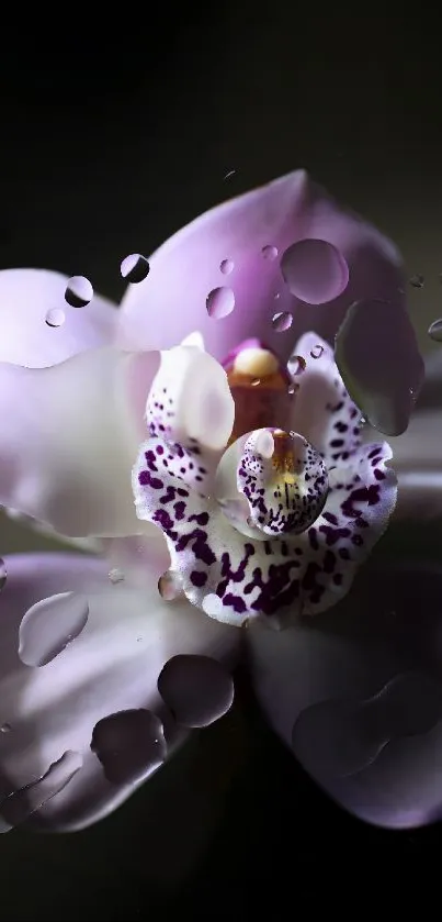 Elegant orchid with dewdrops on a dark background wallpaper.