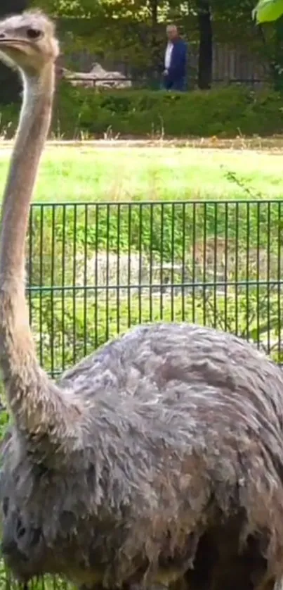 Ostrich with lush green background and fence in a natural setting.