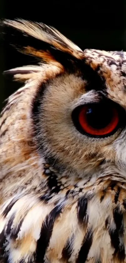 Close-up view of an owl's eye with detailed feathers.