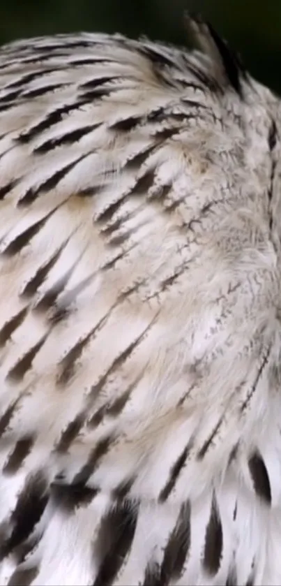 Close-up of elegant owl feathers in soft natural colors.