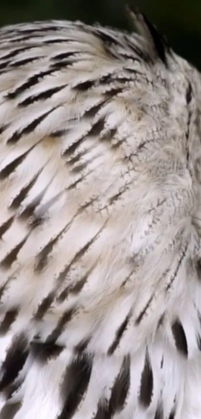 Close-up of owl feathers showing natural black and white patterns.