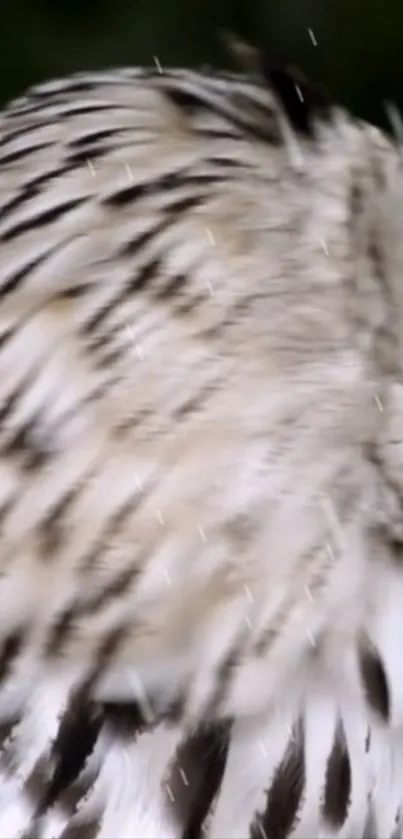 Close-up of intricate black and white owl feathers.