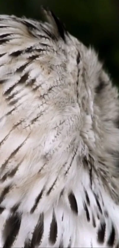 Close-up of elegant owl feathers on a wallpaper background.