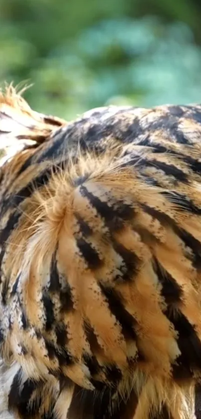 Close-up of brown owl feathers in natural setting.