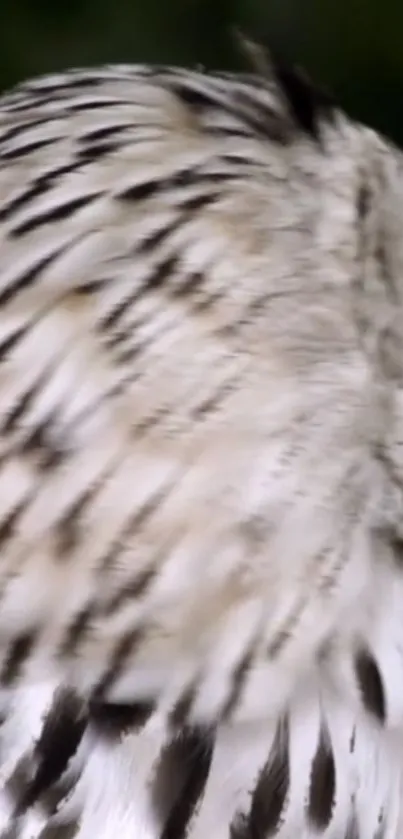 Close-up of elegant owl feathers with detailed patterning.