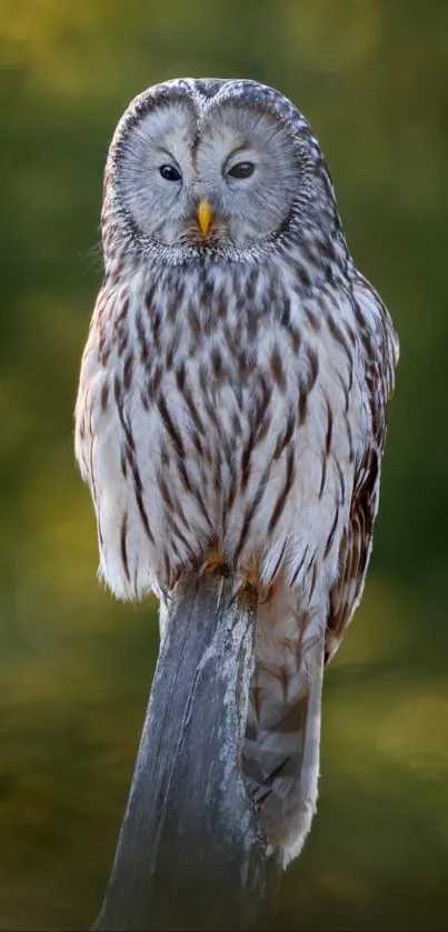 Majestic owl perched in a lush green forest.