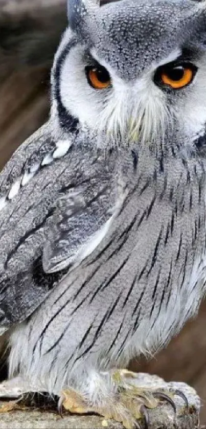 Majestic owl with striking orange eyes on a mobile wallpaper.