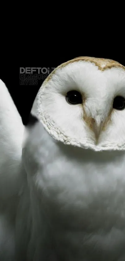 Elegant white owl on a dark mobile wallpaper background.