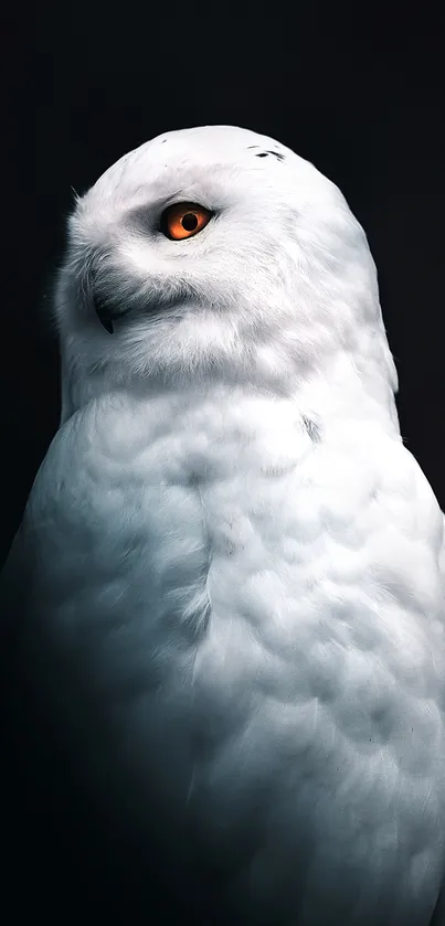 Majestic white owl with orange eyes on a dark background wallpaper.