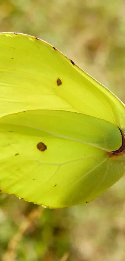 Elegant pale green butterfly perched on a flower in sunlight.