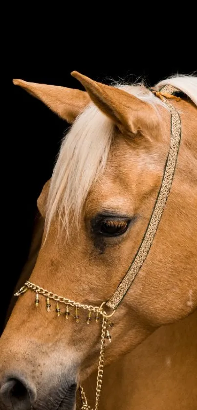 Elegant palomino horse with golden accessories on black background.