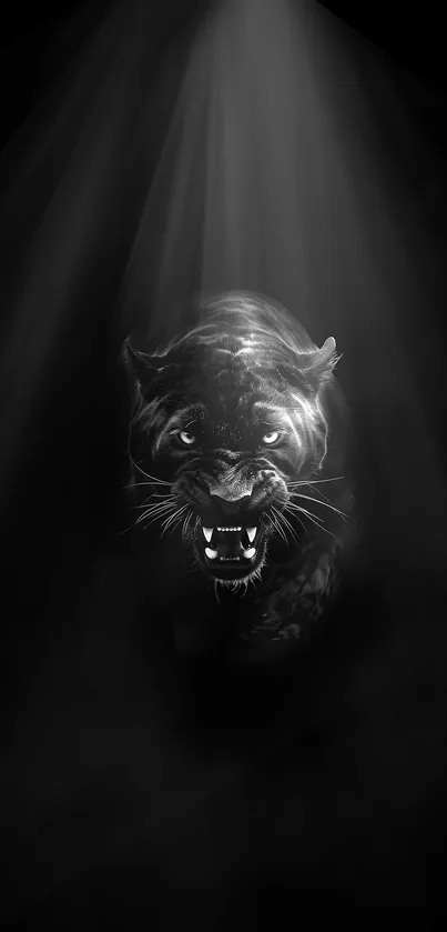 Panther emerging from shadows wallpaper in striking black and white.