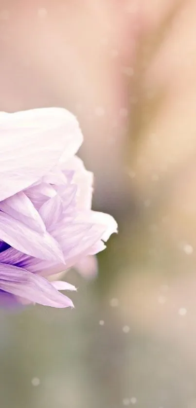 Delicate purple flower in soft focus on a pastel background wallpaper.