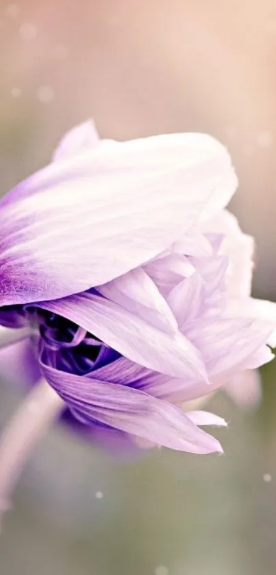 Delicate pastel purple flower on a serene mobile wallpaper.