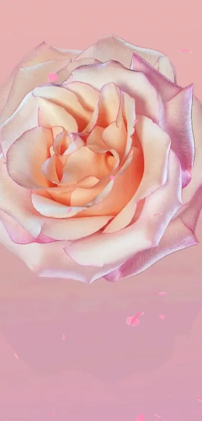 Elegant rose with pastel pink petals on a soft pink background.