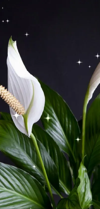 Peace lily with dark green leaves and white blooms on a black background.