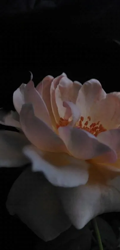 Elegant peach blossom on dark background mobile wallpaper