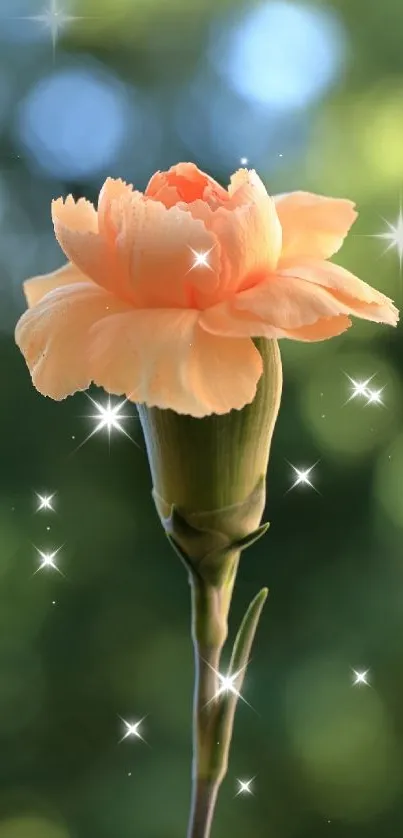 Peach carnation flower with green bokeh background.